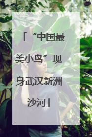 “中国最美小鸟”现身武汉新洲沙河
