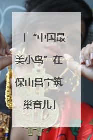 “中国最美小鸟”在保山昌宁筑巢育儿