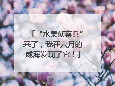 “水果侦察兵”来了，我在六月的威海发现了它！