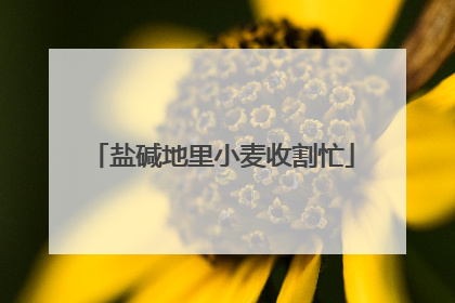 盐碱地里小麦收割忙