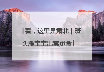 看，这里是肃北｜斑头雁宝宝出窝觅食
