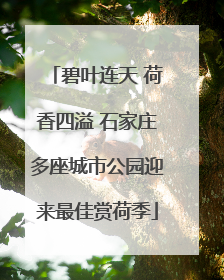 碧叶连天 荷香四溢 石家庄多座城市公园迎来最佳赏荷季