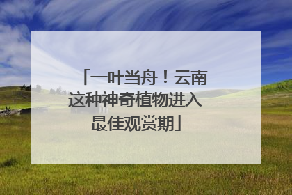 一叶当舟！云南这种神奇植物进入最佳观赏期