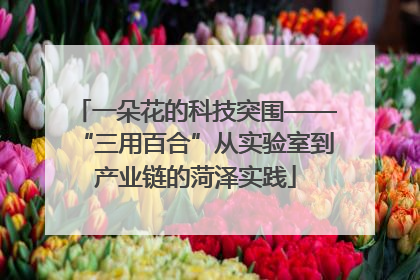 一朵花的科技突围——“三用百合”从实验室到产业链的菏泽实践