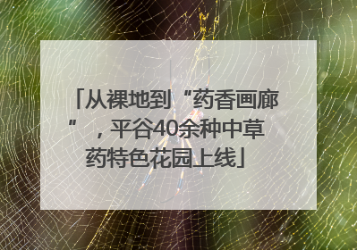 从裸地到“药香画廊”，平谷40余种中草药特色花园上线