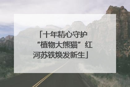 十年精心守护 “植物大熊猫”红河苏铁焕发新生