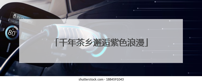 千年茶乡邂逅紫色浪漫