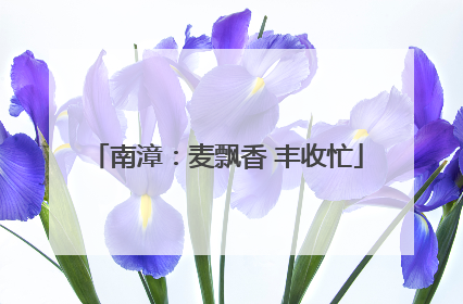 南漳：麦飘香 丰收忙