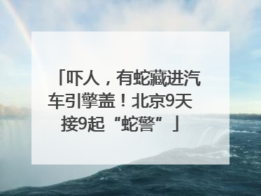 吓人，有蛇藏进汽车引擎盖！北京9天接9起“蛇警”