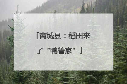 商城县：稻田来了“鸭管家”