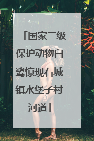 国家二级保护动物白鹭惊现石城镇水堡子村河道