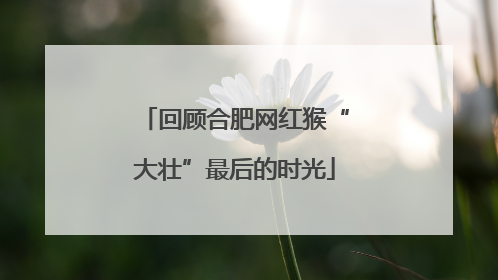 回顾合肥网红猴“大壮”最后的时光
