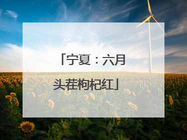宁夏：六月头茬枸杞红