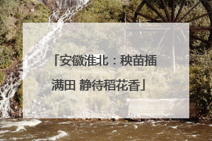 安徽淮北：秧苗插满田 静待稻花香