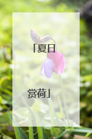 夏日赏荷
