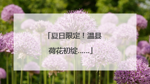 夏日限定！温县荷花初绽……