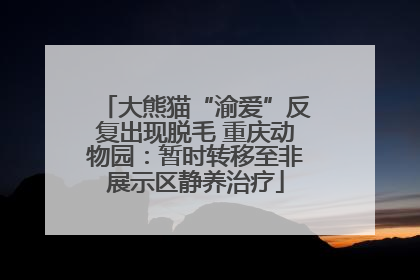 大熊猫“渝爱”反复出现脱毛 重庆动物园：暂时转移至非展示区静养治疗