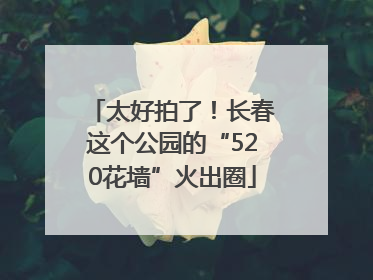 太好拍了！长春这个公园的“520花墙”火出圈