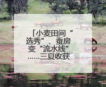 小麦田间“选秀”、蚕房变“流水线”……三夏收获正在进行
