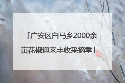 广安区白马乡2000余亩花椒迎来丰收采摘季
