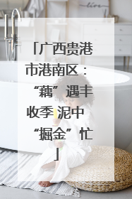广西贵港市港南区：“藕”遇丰收季 泥中“掘金”忙