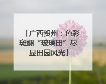 广西贺州：色彩斑斓“玻璃田”尽显田园风光