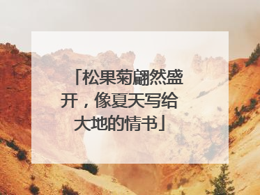 松果菊翩然盛开，像夏天写给大地的情书
