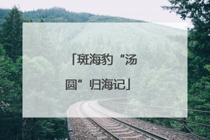 斑海豹“汤圆”归海记