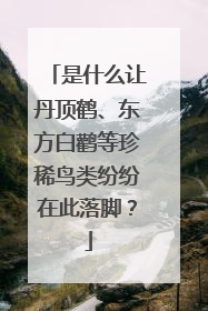是什么让丹顶鹤、东方白鹳等珍稀鸟类纷纷在此落脚？