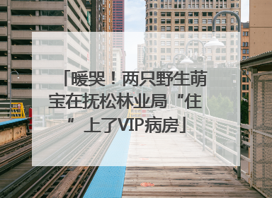 暖哭！两只野生萌宝在抚松林业局“住”上了VIP病房