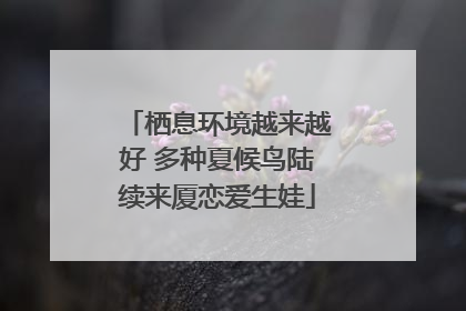栖息环境越来越好 多种夏候鸟陆续来厦恋爱生娃