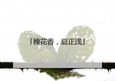 楝花香，夏正浅