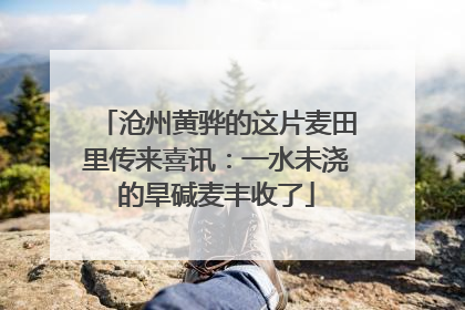 沧州黄骅的这片麦田里传来喜讯：一水未浇的旱碱麦丰收了