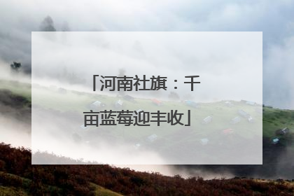 河南社旗：千亩蓝莓迎丰收