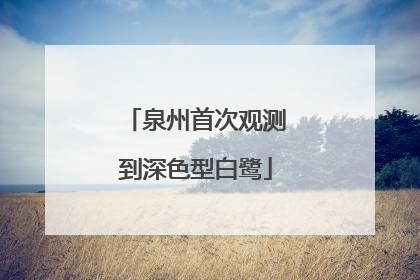 泉州首次观测到深色型白鹭