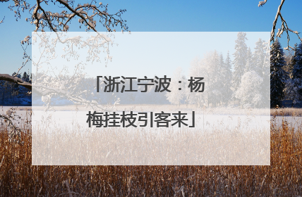 浙江宁波：杨梅挂枝引客来