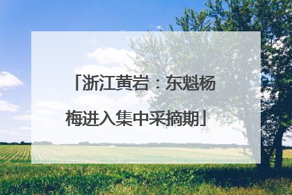 浙江黄岩：东魁杨梅进入集中采摘期