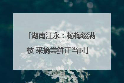 湖南江永：杨梅缀满枝 采摘尝鲜正当时