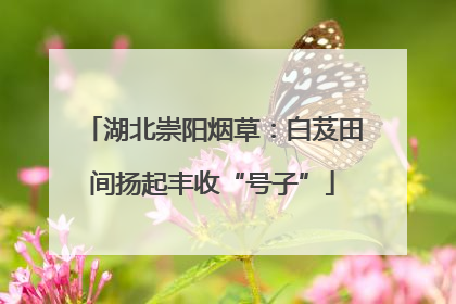 湖北崇阳烟草：白芨田间扬起丰收“号子”