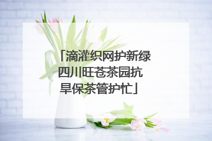 滴灌织网护新绿 四川旺苍茶园抗旱保茶管护忙