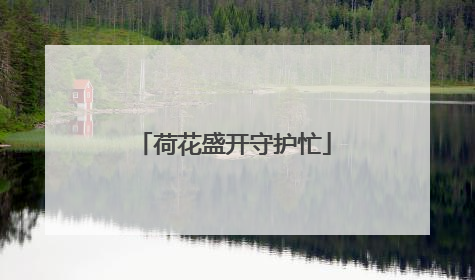荷花盛开守护忙