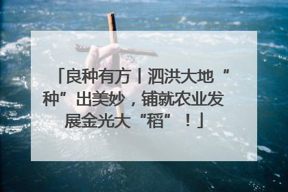 良种有方丨泗洪大地“种”出美妙，铺就农业发展金光大“稻”！