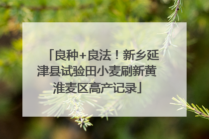 良种+良法！新乡延津县试验田小麦刷新黄淮麦区高产记录