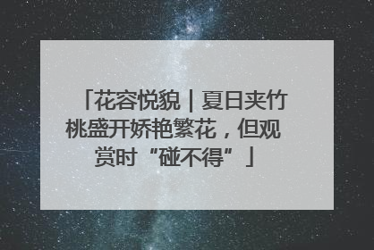 花容悦貌｜夏日夹竹桃盛开娇艳繁花，但观赏时“碰不得”