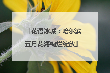 花语冰城：哈尔滨五月花海绚烂绽放