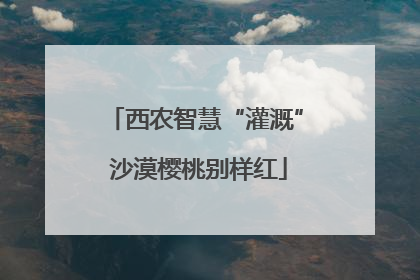 西农智慧“灌溉” 沙漠樱桃别样红