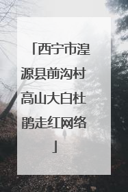 西宁市湟源县前沟村高山大白杜鹃走红网络