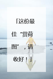 这份最佳“赏荷图”，请收好！