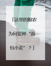 这里的粮农为何爱种“面包小麦”？