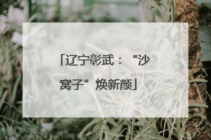 辽宁彰武：“沙窝子”焕新颜